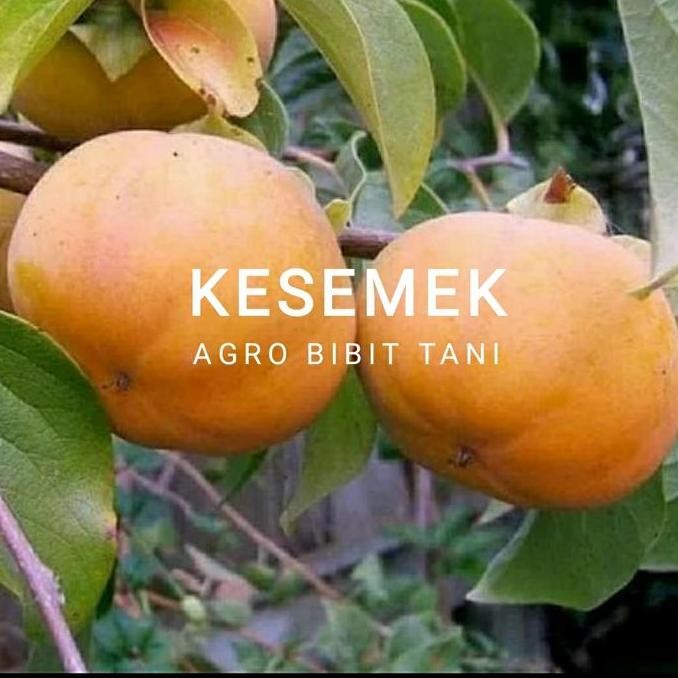 PREMIUM Bibit Tanaman Buah Kesemek-Bibit Pohon Kesemek Super