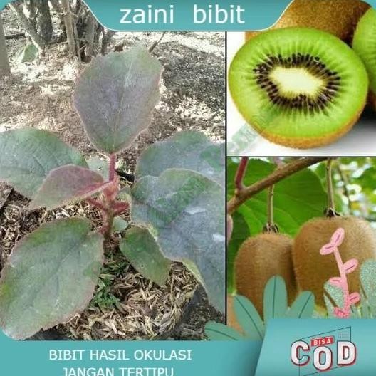 PREMIUM Bibit Tanaman buah buah kiwi Okulasi