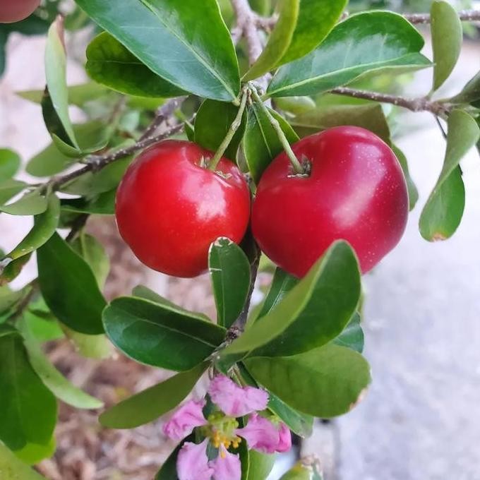 PREMIUM Bibit buah sianci asam kecut /acerola/Vietnam/Barbados Cherry