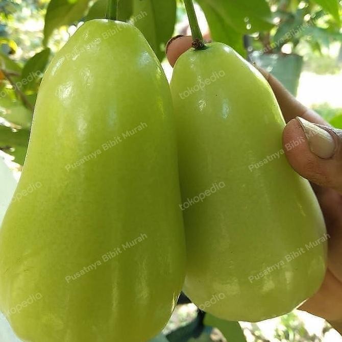 PREMIUM Bibit Tanaman Buah Jambu Air Super Green-Pohon Jambu Super Green Super