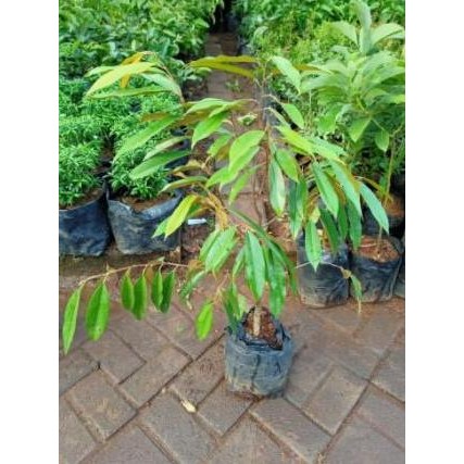 PREMIUM Subur CANGKOK BIBIT TANAMAN POHON BUAH DUREN DURIAN MUSANG KING