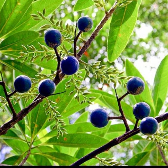 PREMIUM BIBIT POHON GENITRI/ BIBIT POHON JENITRI BUAH DE SI