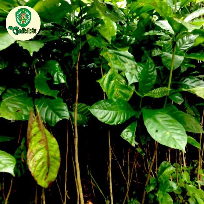 PREMIUM Bibit pohon kopi pohon buah coffe/kopi