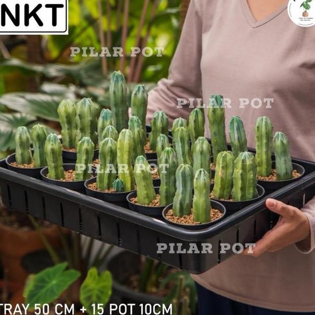1 Set Tray 15 Pcs Pot Hitam 10Cm Tray Nkt 50Cm Tray Semai Bibit