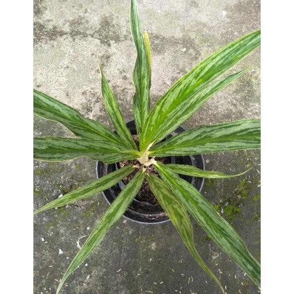Berkualitas bunga aglonema bambu silver sri rejeki bambu silver bamboo murah tanaman hias MURAH