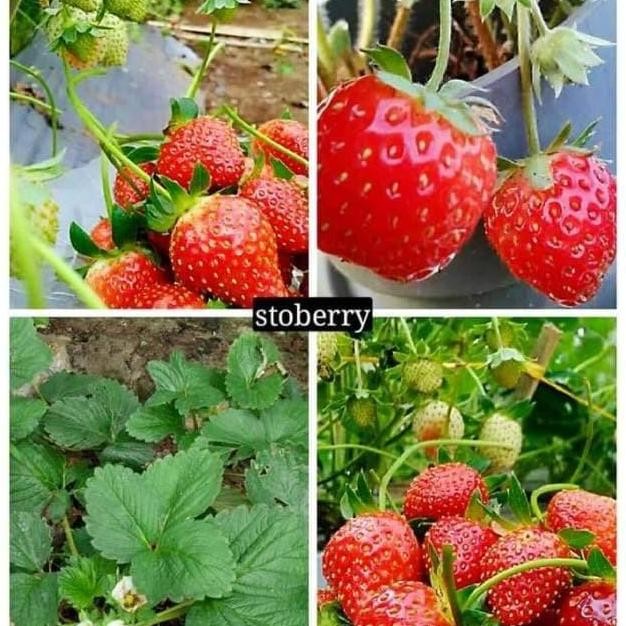 PREMIUM Bibit buah Strbery jumbo / Stroberi jumbo stralia cepat berbuah