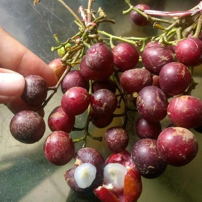 PREMIUM Bibit Tanaman Buah Trenggulun - Buah Langka - Bibit Buah