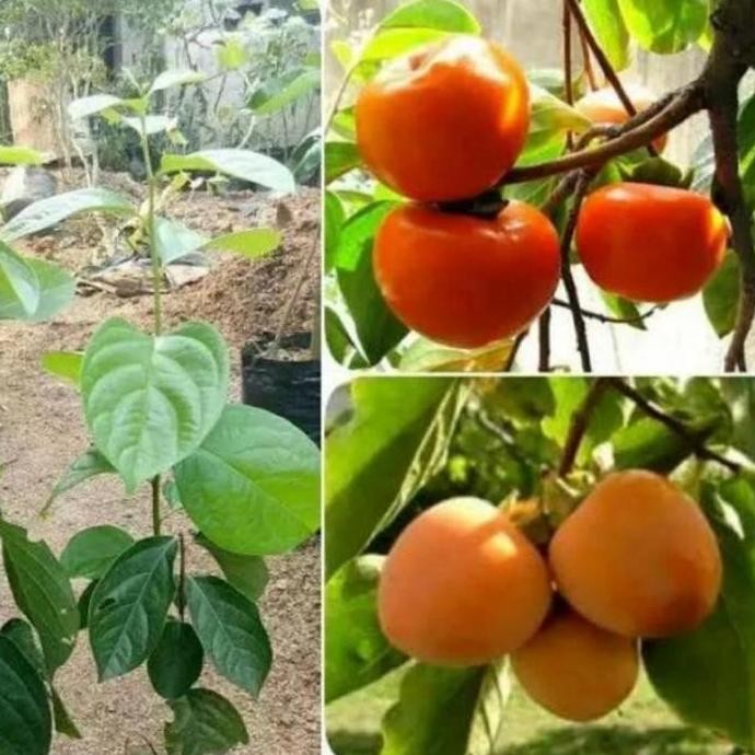 PREMIUM Bibit Tanaman Buah Kesemek Lokal Okulasi cepat berbuah