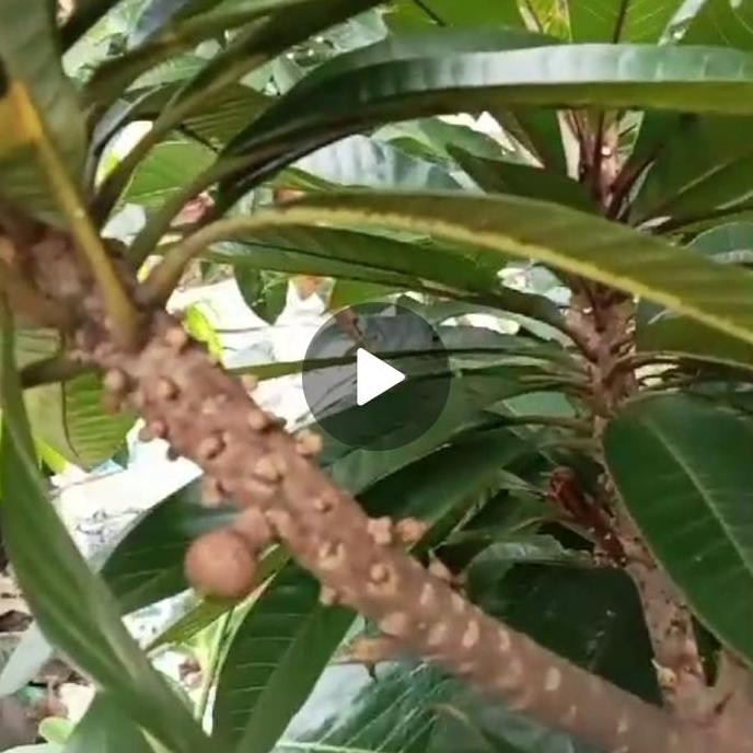 PREMIUM Pohon Mamey Sapote jenis Magana berbuah/ bibit mamey Sapote Siap Buah