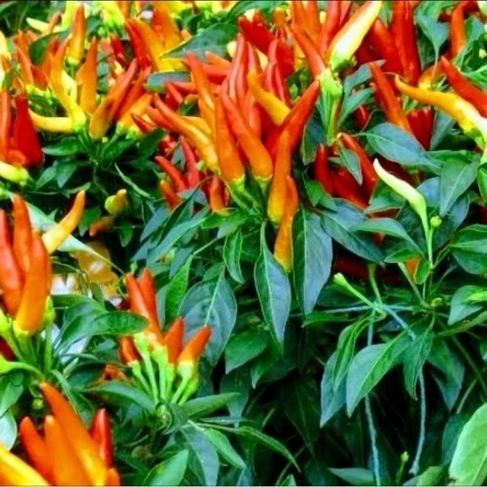 

Tanaman Cabe Jablai Super Pedas