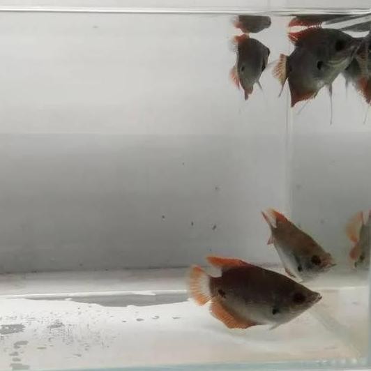 TERBARU IKAN GURAME HIDUP ASLI SABAH MALAYSIA SIAP KONSUMSI / BIBIT