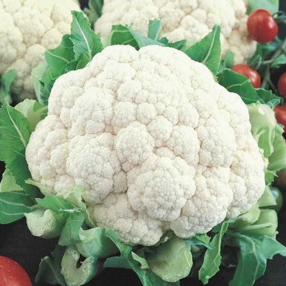 

Benih Bibit Kembang Kol Putih - Snowball Self Blanching Cauliflower