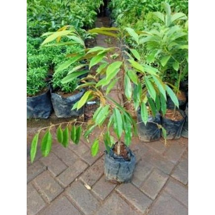 PREMIUM ORI Subur CANGKOK BIBIT TANAMAN POHON BUAH DUREN DURIAN MUSANG KING