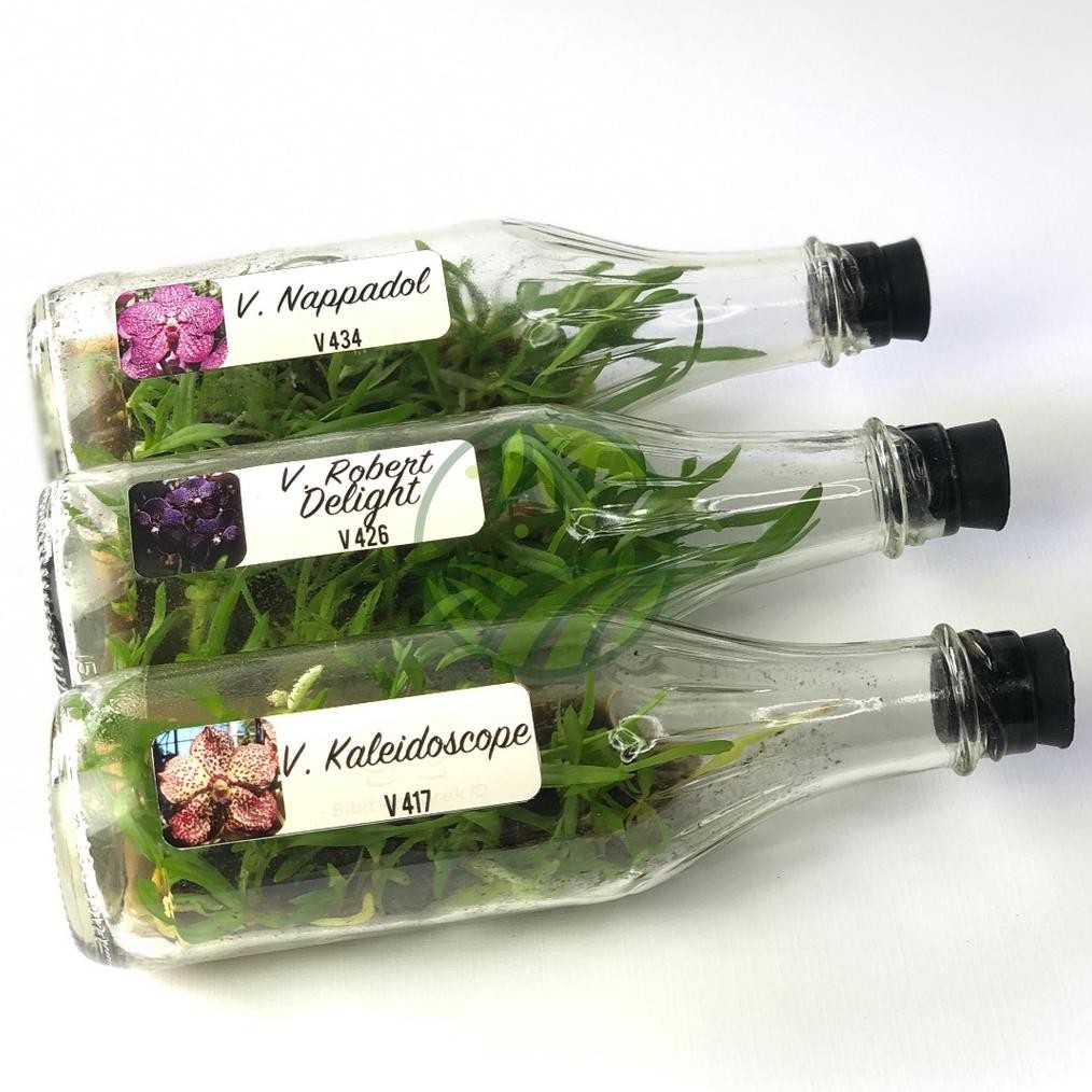 Anggrek Vanda Botolan Bibit Anggrek Vanda Benih Bunga Hias Anggrek Isi 28-30 Plant MURAH