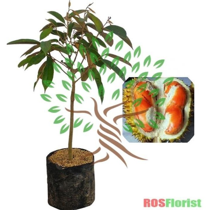 Bibit Tanaman Buah Durian Simas-Bibit Pohon Durian Simas LANGKA PREMIUM