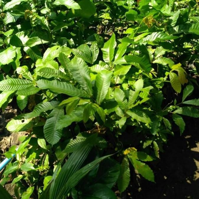 PREMIUM BIBIT TANAMAN BUAH MATOA OKULASI SIAP BERBUAH | POHON MATOA