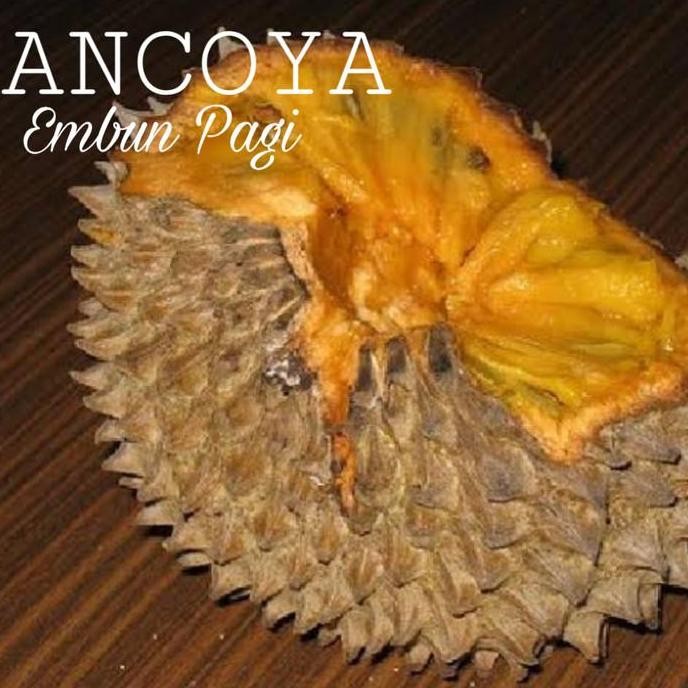 Bibit Pohon Buah Srikaya Durian Sancoya langka PREMIUM