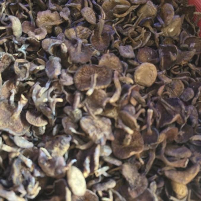 

Jamur Sukat Atau Kulat Hiong Ku Asli Belitung Yg Sudah Di Kering Kualitas Terbaik Harga Termurah