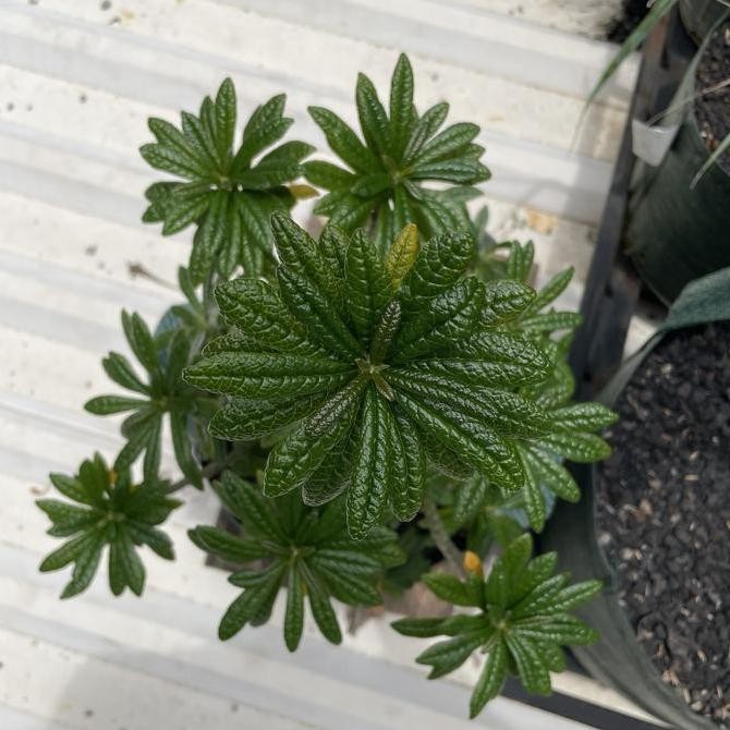 DORSTENIA GIGAS ASAL SEEDLING