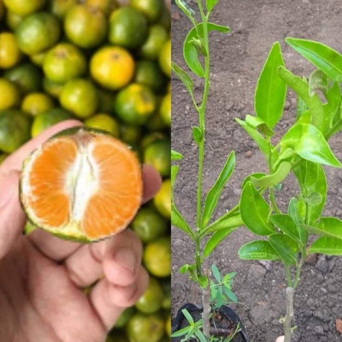 bibit tanaman buah jeruk santang madu hijau berbuah lebat MMMM VALID