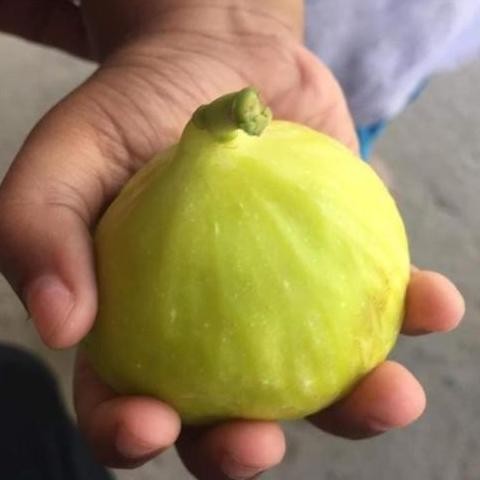 Bibit Buah Tin Yellow Giant Khasi Fresh Cangkok MMMM VALID