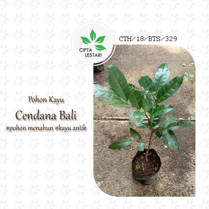 Bibit Pohon Cendana ngi Bibit Cendana Bali Pohon Cendana ngi SUPER VALID
