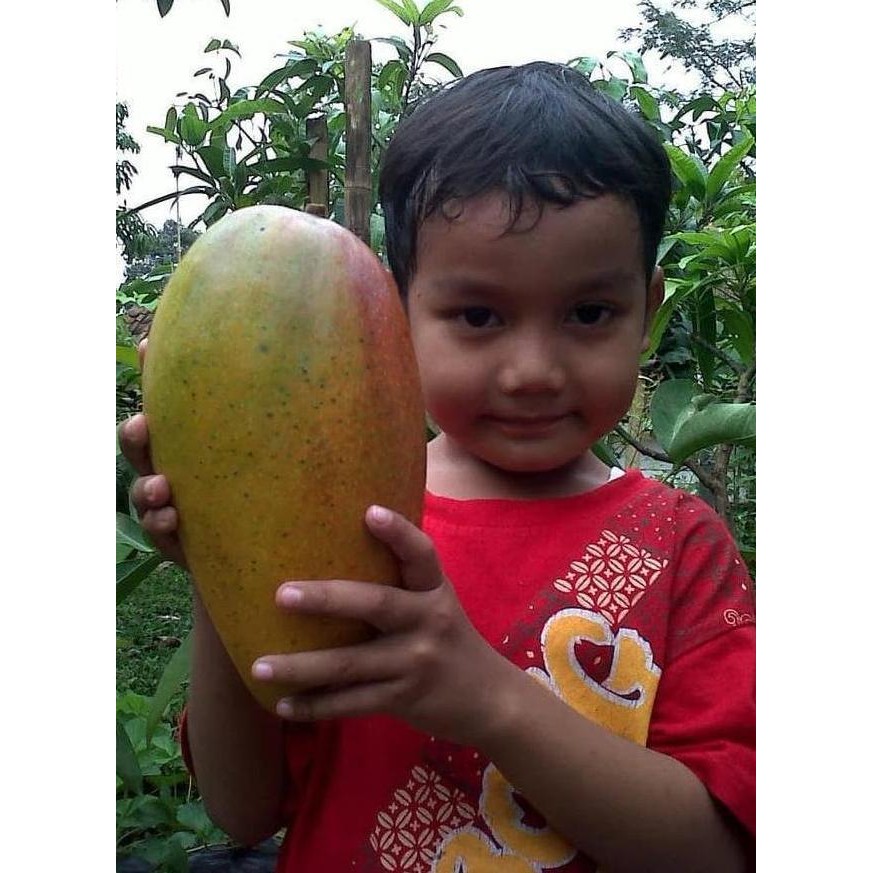 BIBIT MANGGA KIOJAY HASIL CANGKOK BERBUAH MANIS BIBIT BUAH DI POT VALID
