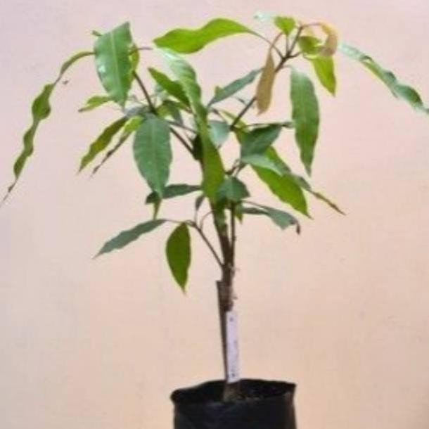 Pohon Mangga Gedong Gincu / Bibit Pohon Mangga Gedong Gincu SUPER MMMM VALID