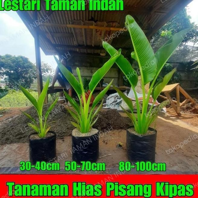 BEST TANAMAN HIAS PISANG KIPAS POHON PISANG KIPAS BIBIT POHON PISANG ATV