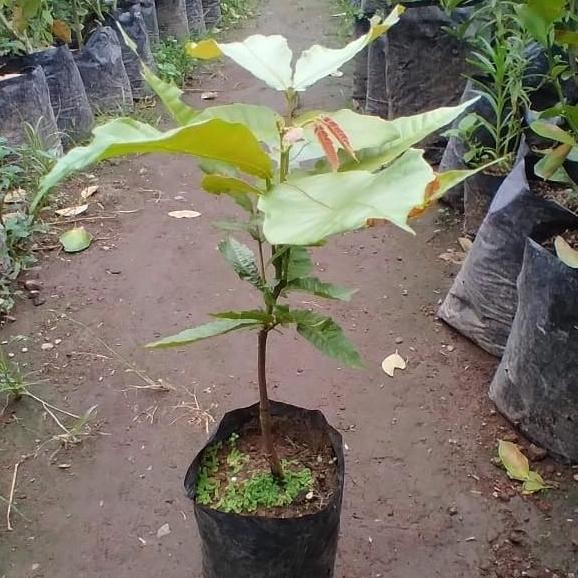 Bibit matoa / Pohon matoa / Buah matoa 00222 1 BISA COD