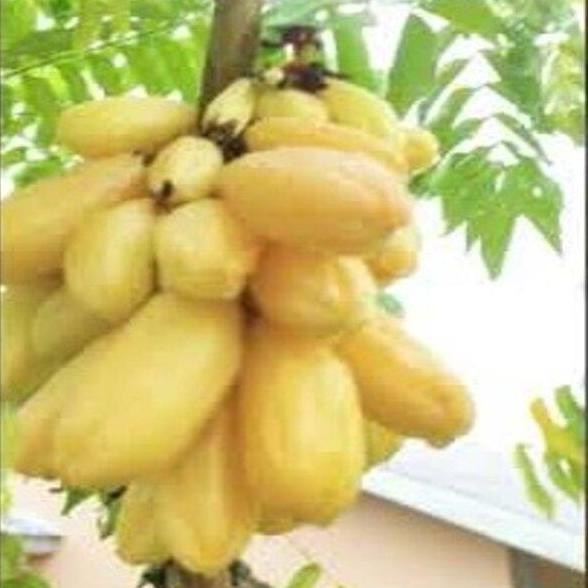 Bibit Pohon Buah Belimbing Wuluh Kuning Premium BISA COD
