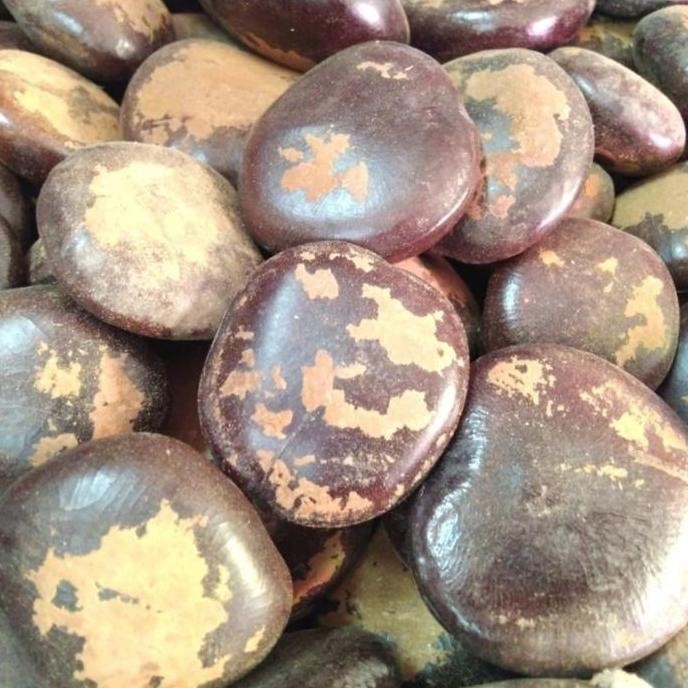 

Bendo 500 gram - Biji Bendo Kering - Bendho