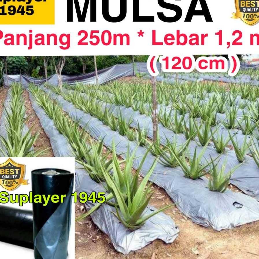 Plastik Mulsa 1 Roll Hitamperak Panjang 250 Meter X Lebar 12 Meter Roll
