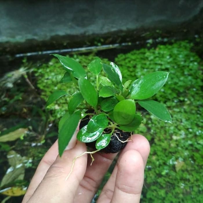 RA Anubias mini malis taneman aquascape