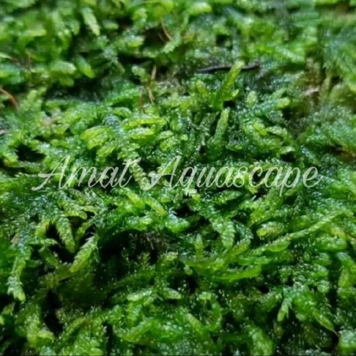 RA Ornamen Hiasan Moss Weeping Clump Tanaman Hiasan Aquarium Aquascape 1 KG