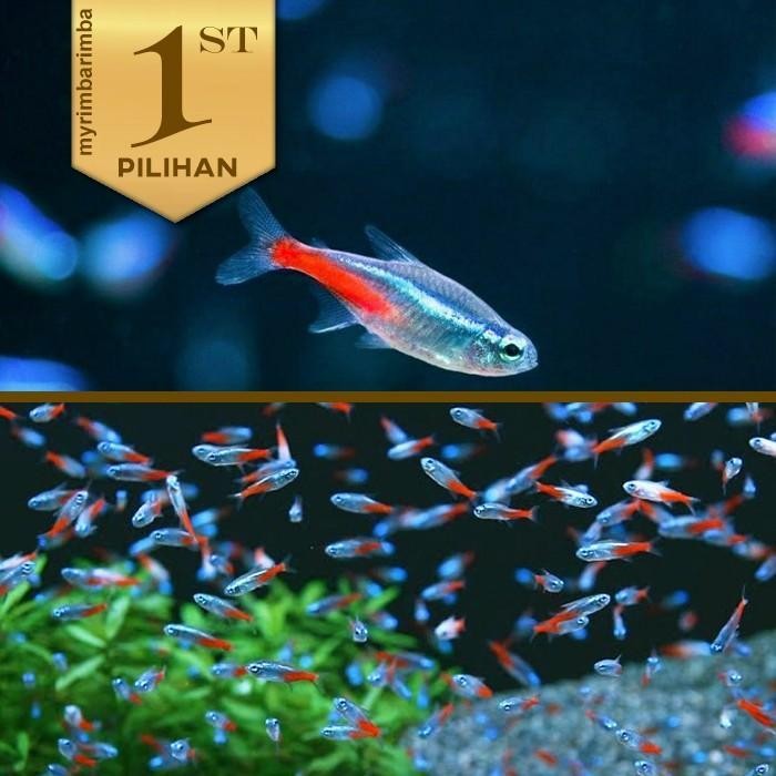 RA Paket Koloni Neon Tetra (isi 10) Ikan Hias Aquascape Hiasan Dekorasi Aquarium Tanaman Air