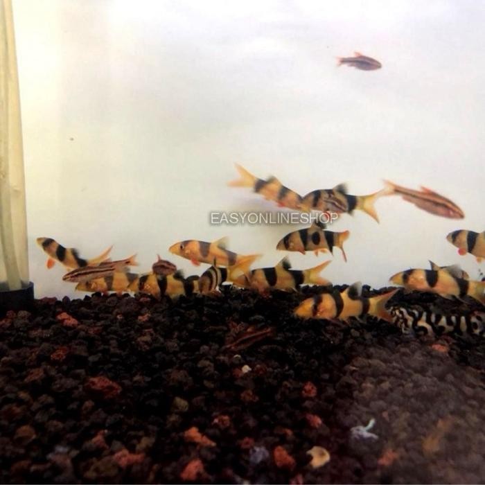 RA Ikan Hias Botia Badut Clown Loach Botia Tiger Aquascape