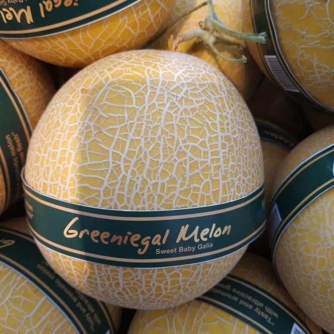 

Melon Greeniegal 100% Hydroponic -+ 1.7 Kg Kualitas Terbaik Harga Termurah