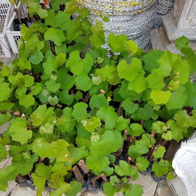 bibit anggur rootstock creola negra (CN)