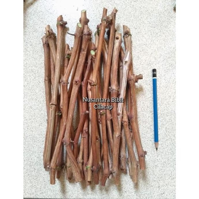 cutting batang anggur import berkayu jupiter dixon heliodor siap semai
