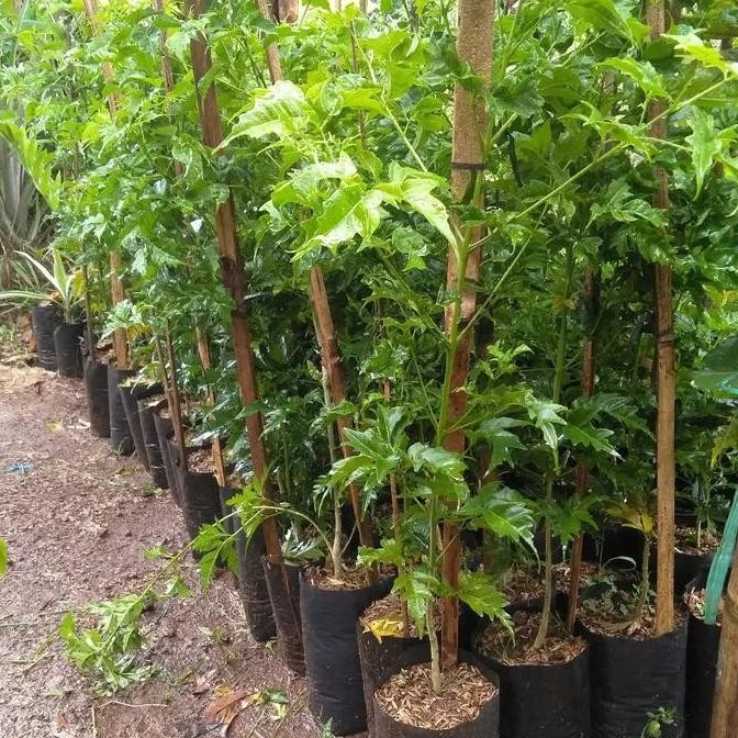 bibit pohon cendana wangi