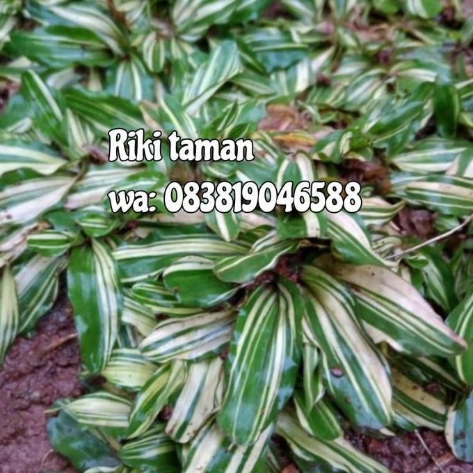 Bibit Rumput Gajah mini Varigata 2 meter