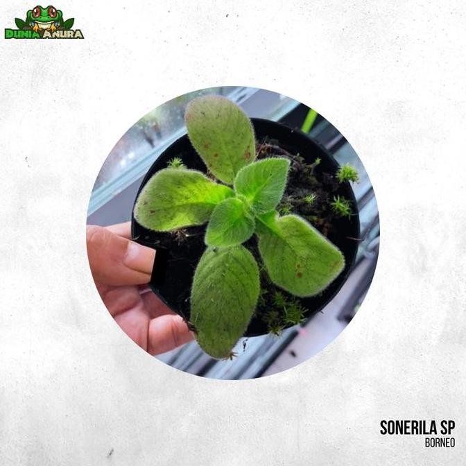 PROMO - Tanaman vivarium Sonerila SP