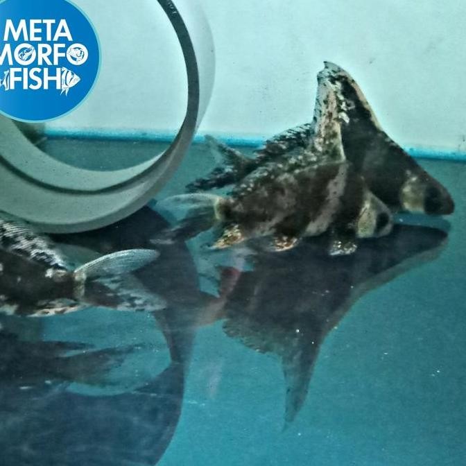 chinese high fin chf TD