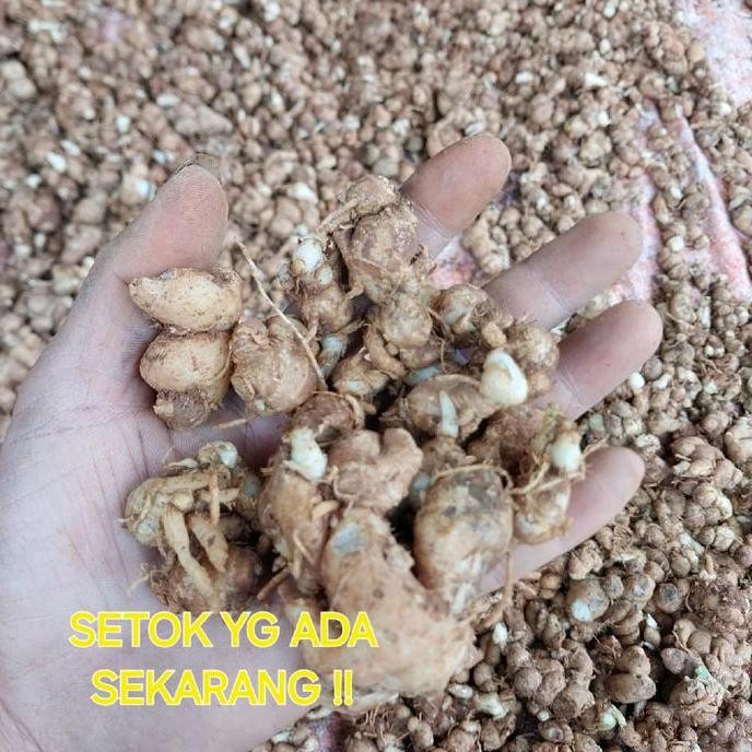 

JH8 CIKUR 1Kg BUMBU MASAKAN DAN MAKANAN KERING ATAU BASAH Asin/Manis PROMO Goreng Food KacangPedas Bahan