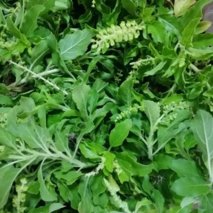 

JH8 daun ruku ruku fresh daun tulsi segar bumbu masak 500 gram