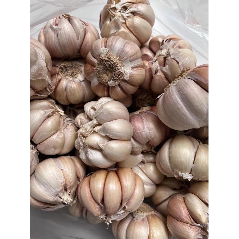 

JH8 Bawang Putih 500gr 1/2kg Baput BP Bersih Banci Honan Fresh Garlic - Loka Pangan