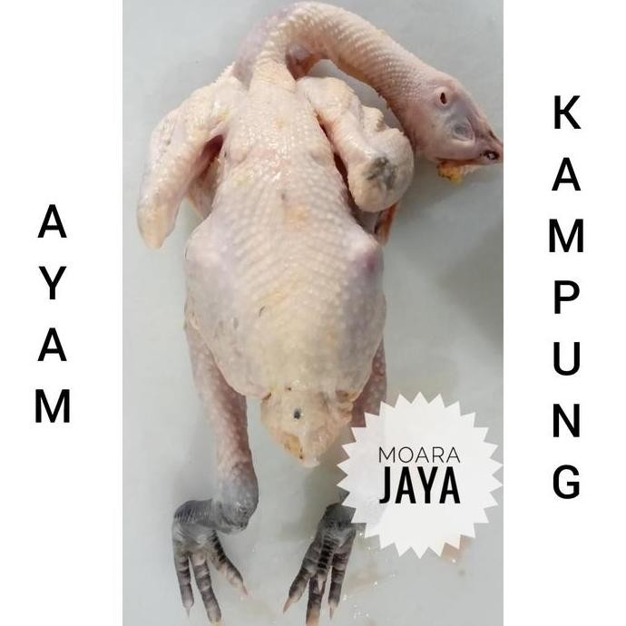 

JH8 AYAM KAMPUNG