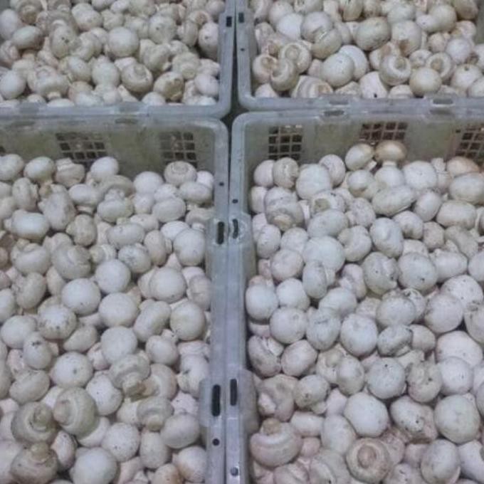 

_^_^_^] Jamur Champignon 1 kg FRESH