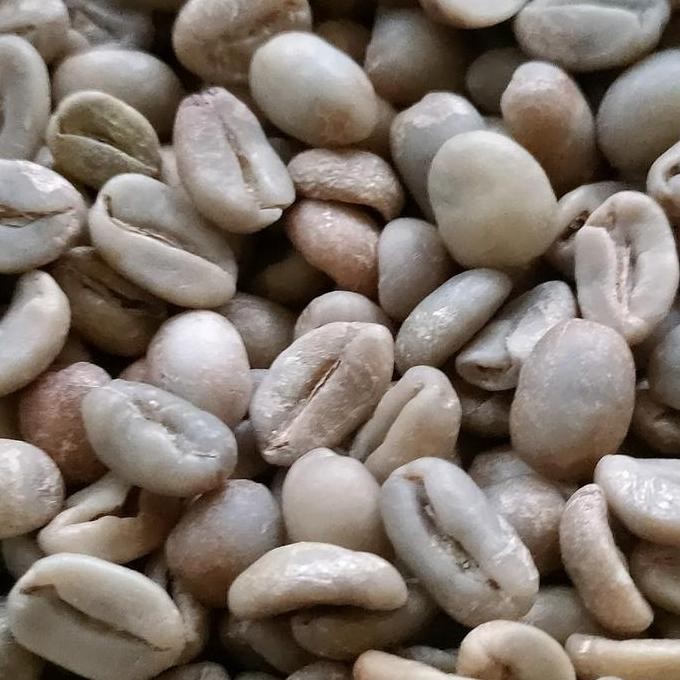 

JH8 Green bean arabika | Arabika Argopuro | Arabika natural | biji kopi